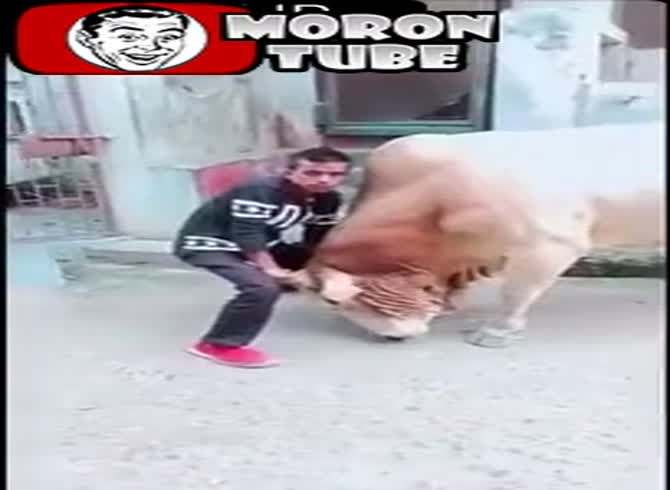 Video :A guy tests a bull's strength
